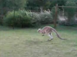 Running kangaroo